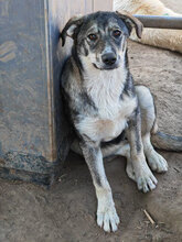 FINNULA, Hund, Mischlingshund in Rumänien - Bild 4