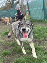 FINNULA, Hund, Mischlingshund in Rumänien - Bild 7