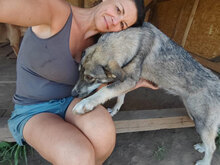 FINNULA, Hund, Mischlingshund in Rumänien - Bild 8