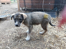 FINNULA, Hund, Mischlingshund in Rumänien - Bild 9