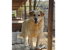 TIFFA, Hund, Mischlingshund in Rumänien - Bild 1