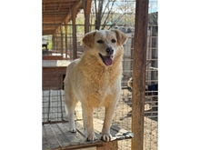 TIFFA, Hund, Mischlingshund in Rumänien - Bild 2