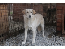 TIFFA, Hund, Mischlingshund in Rumänien - Bild 4