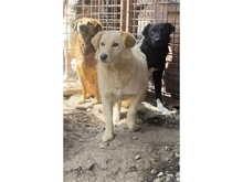 TIFFA, Hund, Mischlingshund in Rumänien - Bild 5