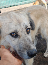 BASTIAN, Hund, Mischlingshund in Rumänien - Bild 1