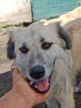 BASTIAN, Hund, Mischlingshund in Rumänien - Bild 2
