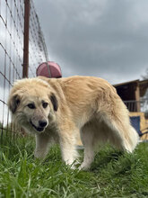 BASTIAN, Hund, Mischlingshund in Rumänien - Bild 3