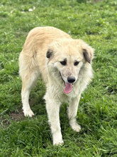 BASTIAN, Hund, Mischlingshund in Rumänien - Bild 4