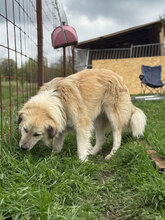 BASTIAN, Hund, Mischlingshund in Rumänien - Bild 5