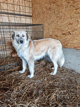 BASTIAN, Hund, Mischlingshund in Rumänien - Bild 7