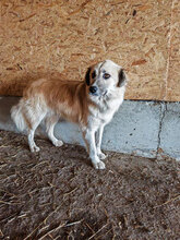BASTIAN, Hund, Mischlingshund in Rumänien - Bild 8