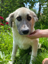 BASTIAN, Hund, Mischlingshund in Rumänien - Bild 9