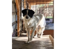 CARA, Hund, Mischlingshund in Rumänien - Bild 1
