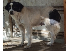 CARA, Hund, Mischlingshund in Rumänien - Bild 2