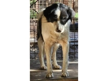 CARA, Hund, Mischlingshund in Rumänien - Bild 3