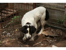 CARA, Hund, Mischlingshund in Rumänien - Bild 4