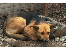TARINI, Hund, Mischlingshund in Rumänien - Bild 3