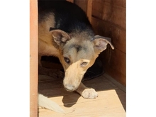 TARINI, Hund, Mischlingshund in Rumänien - Bild 4