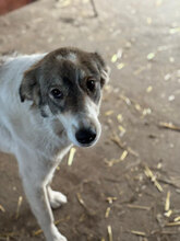 MOLLY, Hund, Herdenschutzhund in Rumänien