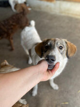 MOLLY, Hund, Herdenschutzhund in Hassloch