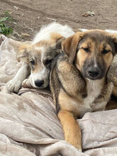 MOLLY, Hund, Herdenschutzhund in Hassloch - Bild 10