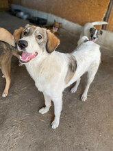 MOLLY, Hund, Herdenschutzhund in Hassloch - Bild 2