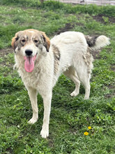 MOLLY, Hund, Herdenschutzhund in Hassloch - Bild 3