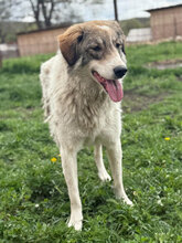 MOLLY, Hund, Herdenschutzhund in Hassloch - Bild 4