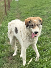 MOLLY, Hund, Herdenschutzhund in Hassloch - Bild 5