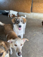 MOLLY, Hund, Herdenschutzhund in Hassloch - Bild 6
