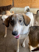 MOLLY, Hund, Herdenschutzhund in Hassloch - Bild 7