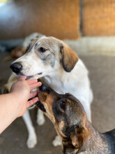 MOLLY, Hund, Herdenschutzhund in Hassloch - Bild 8
