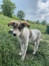 MOLLY, Hund, Herdenschutzhund in Hassloch - Bild 9
