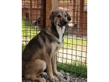 LABELLO, Hund, Mischlingshund in Rumänien - Bild 2