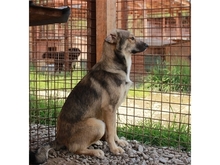 LABELLO, Hund, Mischlingshund in Rumänien - Bild 3