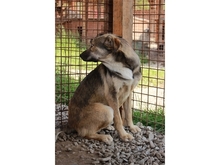LABELLO, Hund, Mischlingshund in Rumänien - Bild 4