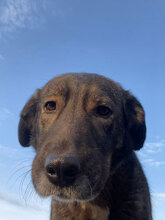 BADGES, Hund, Mischlingshund in Rumänien - Bild 1