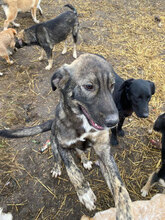 BADGES, Hund, Mischlingshund in Rumänien - Bild 10