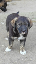 BADGES, Hund, Mischlingshund in Rumänien - Bild 11