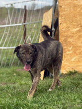 BADGES, Hund, Mischlingshund in Rumänien - Bild 2