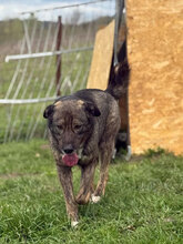 BADGES, Hund, Mischlingshund in Rumänien - Bild 3