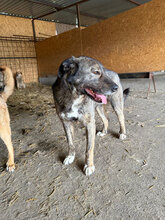 BADGES, Hund, Mischlingshund in Rumänien - Bild 4