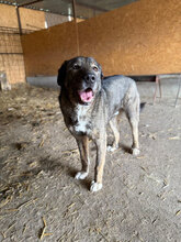 BADGES, Hund, Mischlingshund in Rumänien - Bild 5