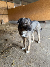 BADGES, Hund, Mischlingshund in Rumänien - Bild 6