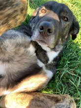 BADGES, Hund, Mischlingshund in Rumänien - Bild 7