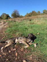 BADGES, Hund, Mischlingshund in Rumänien - Bild 8