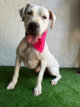 LANA, Hund, Dogo Argentino-Mix in Springe - Bild 18