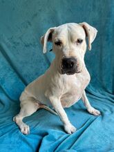 LANA, Hund, Dogo Argentino-Mix in Springe - Bild 3