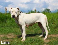 LANA, Hund, Dogo Argentino Mischling in Springe - Bild 1