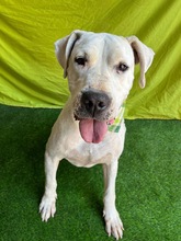 LANA, Hund, Dogo Argentino Mischling in Springe - Bild 10